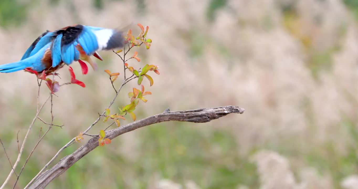 阳光下一只白胸翡翠鸟栖息及守候在树枝上伺机捕食的实时影像视频下载