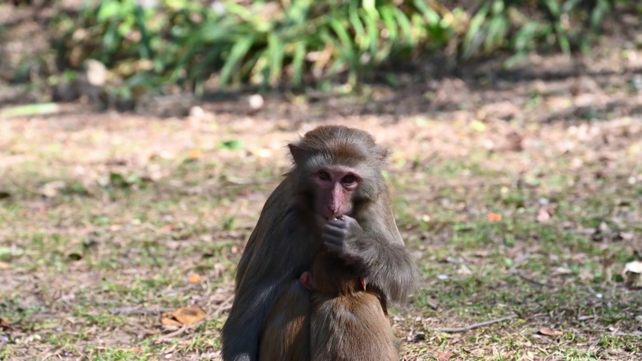 贵阳市森林公园野生猕猴视频素材