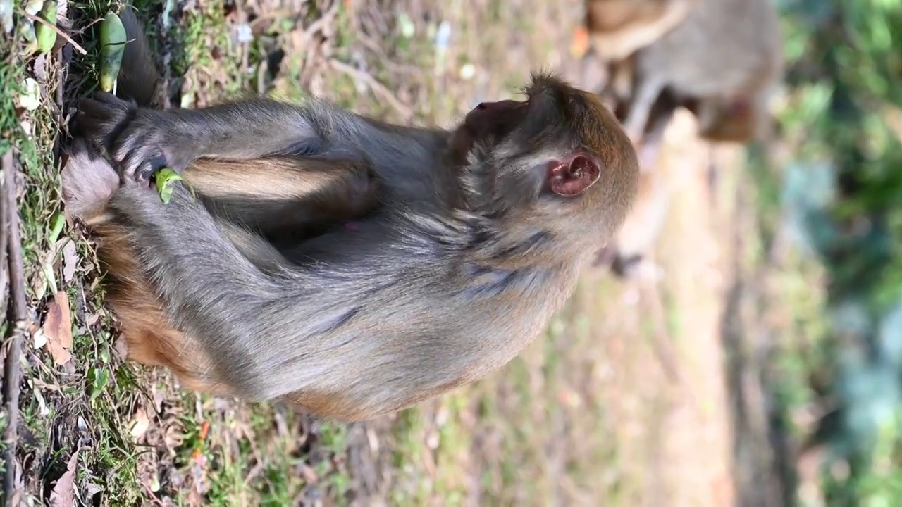 贵阳市森林公园野生猕猴视频素材