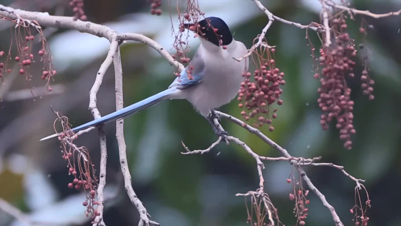 大雪中啄食浆果的喜鹊视频素材
