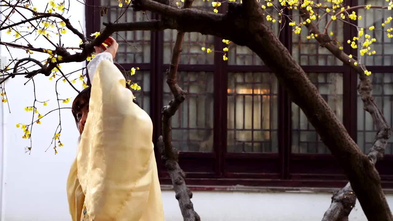 身穿汉服的古装美女在江苏南京夫子庙瞻园观赏腊梅侧面背面视角视频视频下载