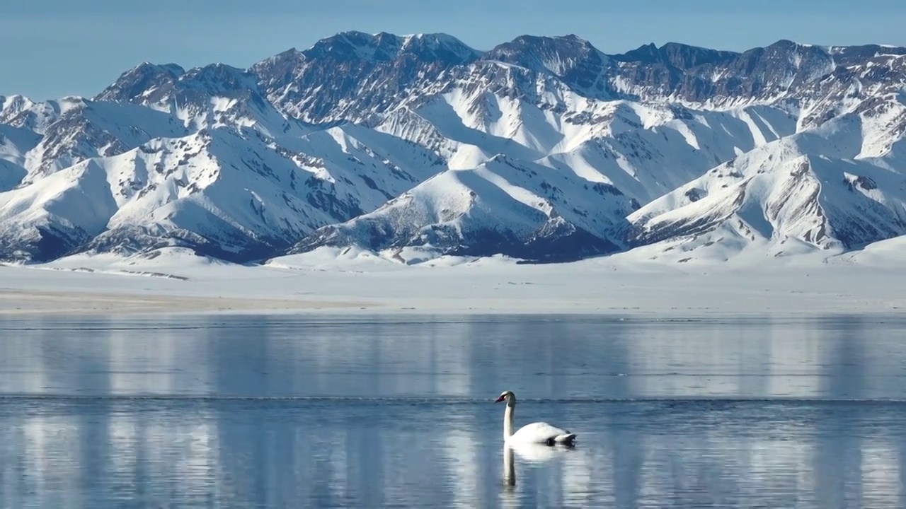 新疆赛里木湖冬季风光动物航拍视频素材