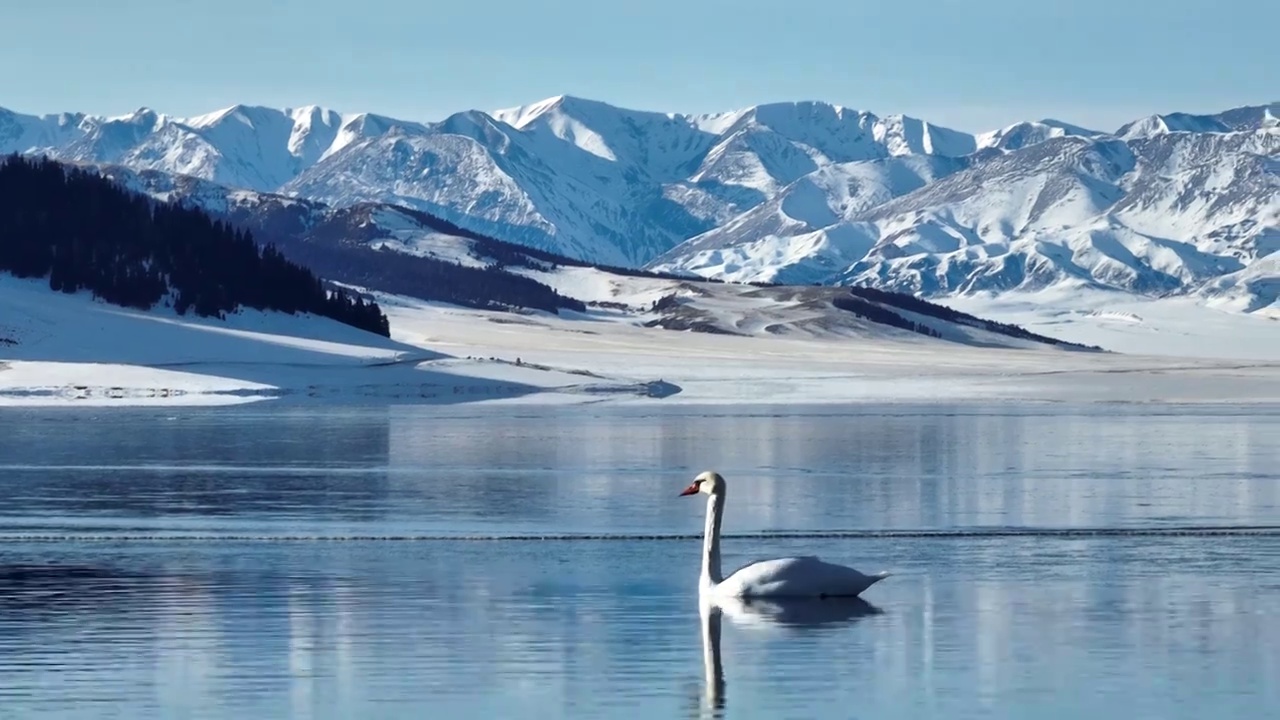 新疆赛里木湖冬季风光动物航拍视频下载