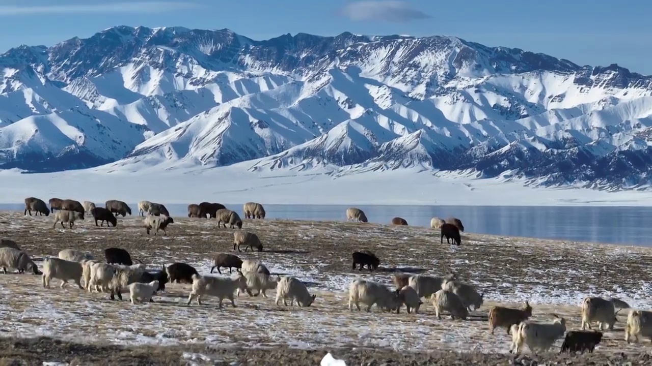 新疆赛里木湖冬季风光动物航拍视频素材