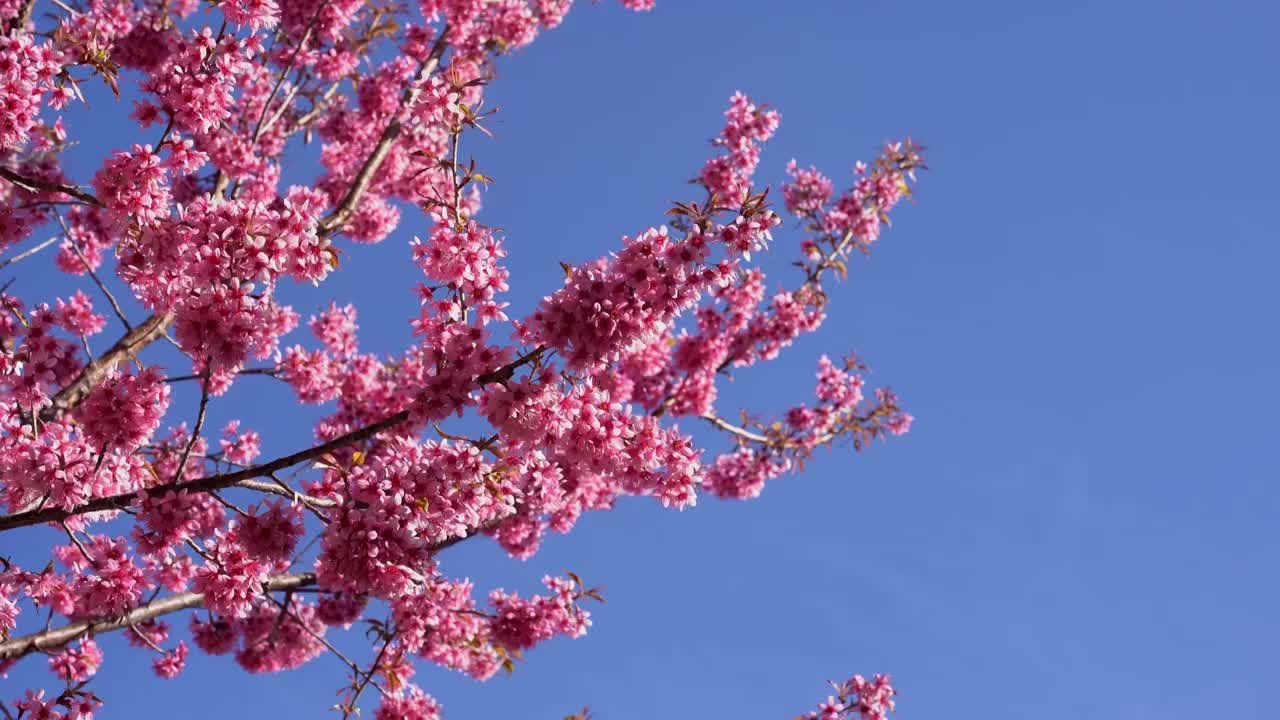 春天阳光下的冬樱花视频素材