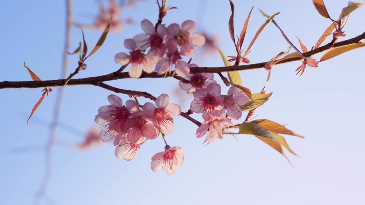 春天阳光下的冬樱花视频素材