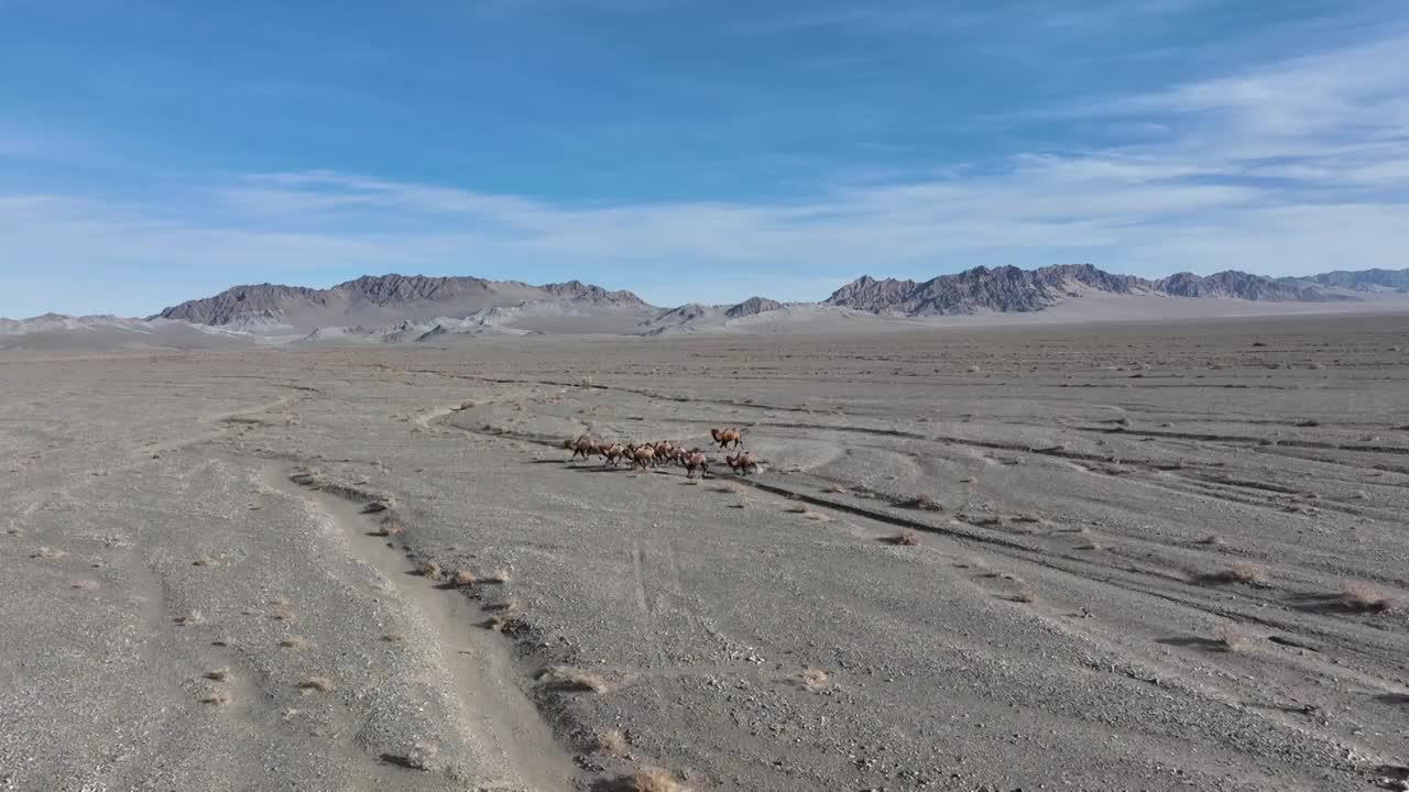 野骆驼视频下载