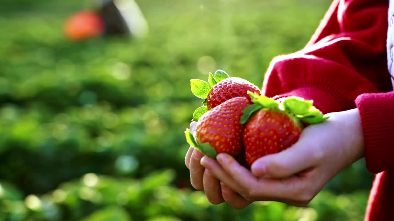 摘草莓（选编）视频素材