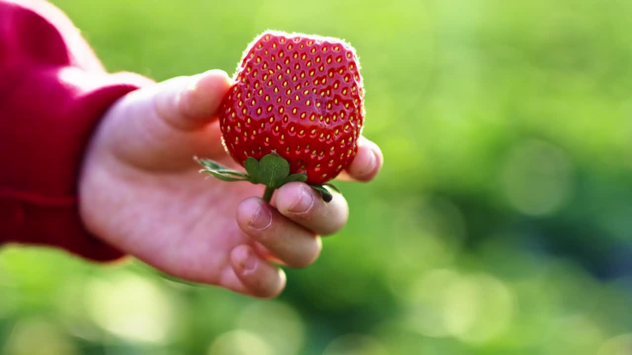 摘草莓视频素材
