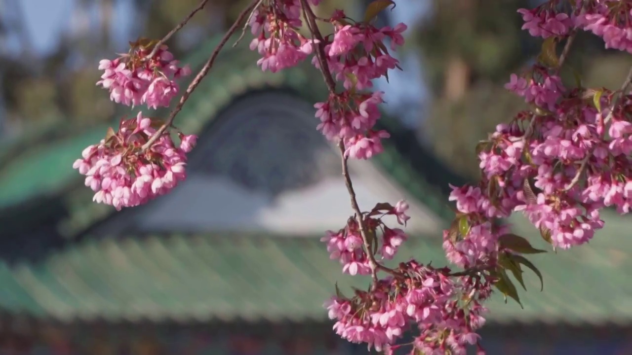 春天阳光下的随风摇曳的樱花升格慢动作视频素材