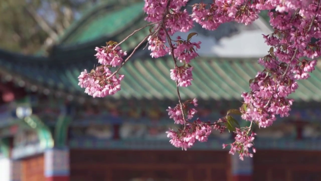 春天阳光下的随风摇曳的樱花升格慢动作视频素材