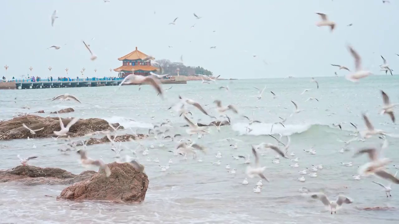 山东青岛栈桥景区大海和天空中飞翔的海鸥视频素材