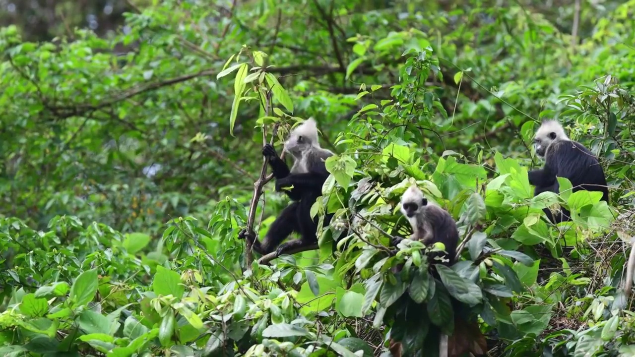 白头叶猴吃树叶视频素材