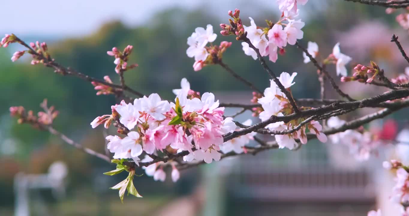 春季武汉樱花盛开视频下载