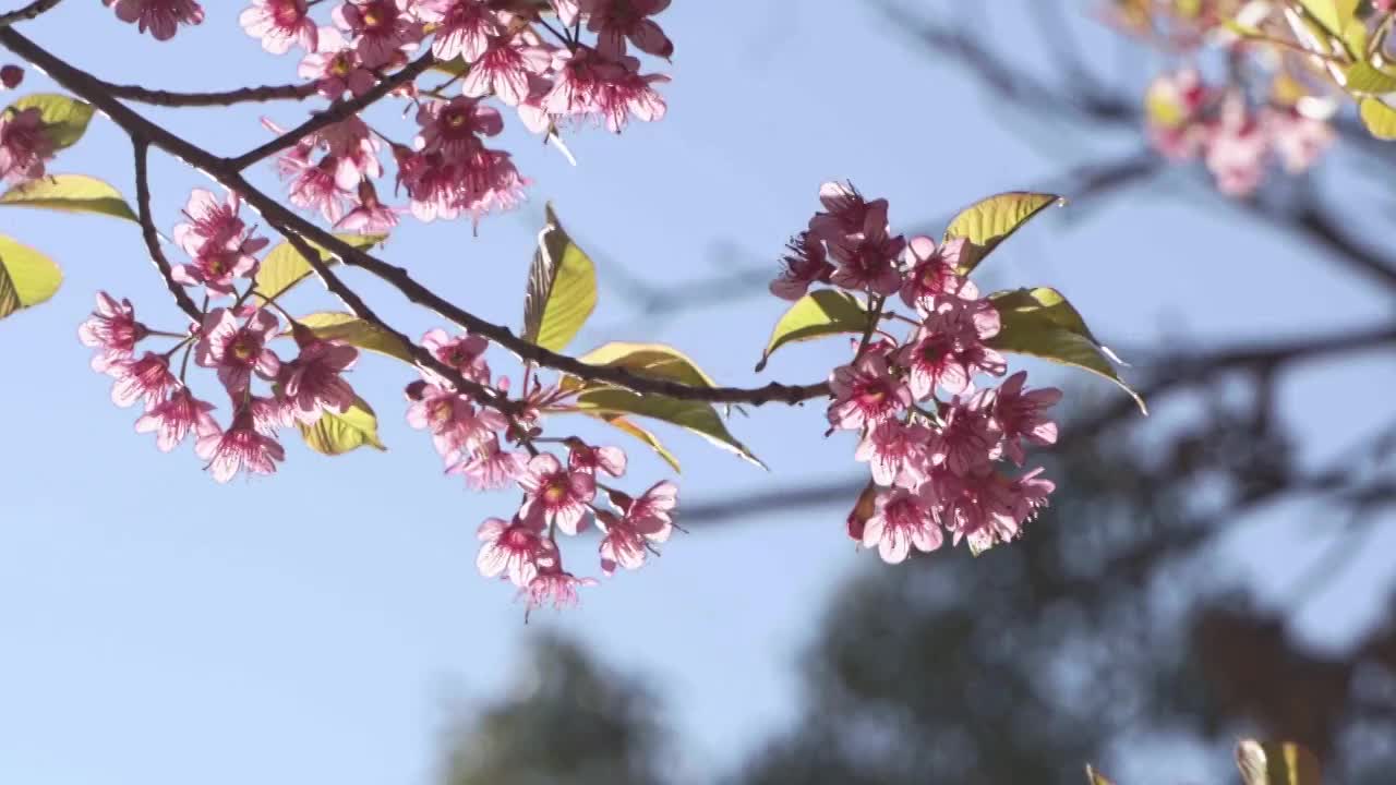 春天阳光下盛开的冬樱花视频素材