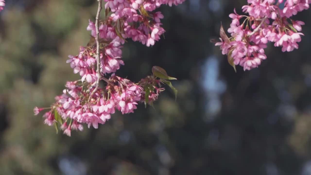 春天阳光下盛开的冬樱花视频素材
