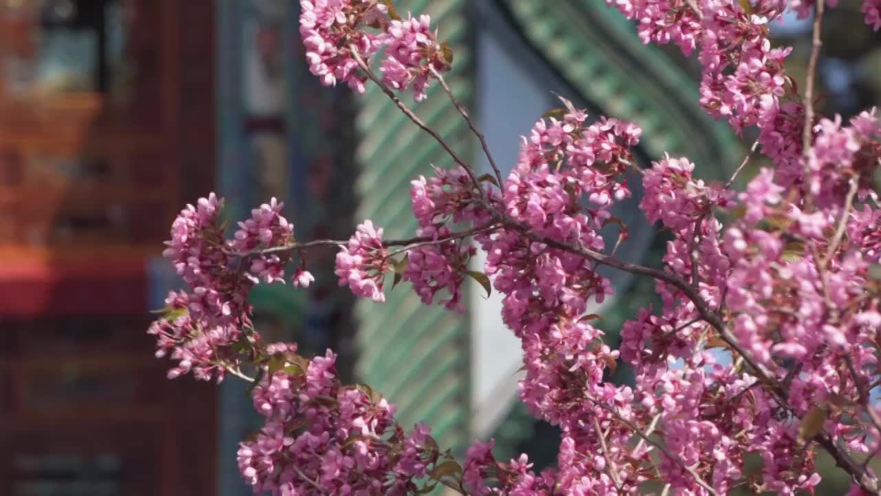 春天阳光下盛开的冬樱花视频下载
