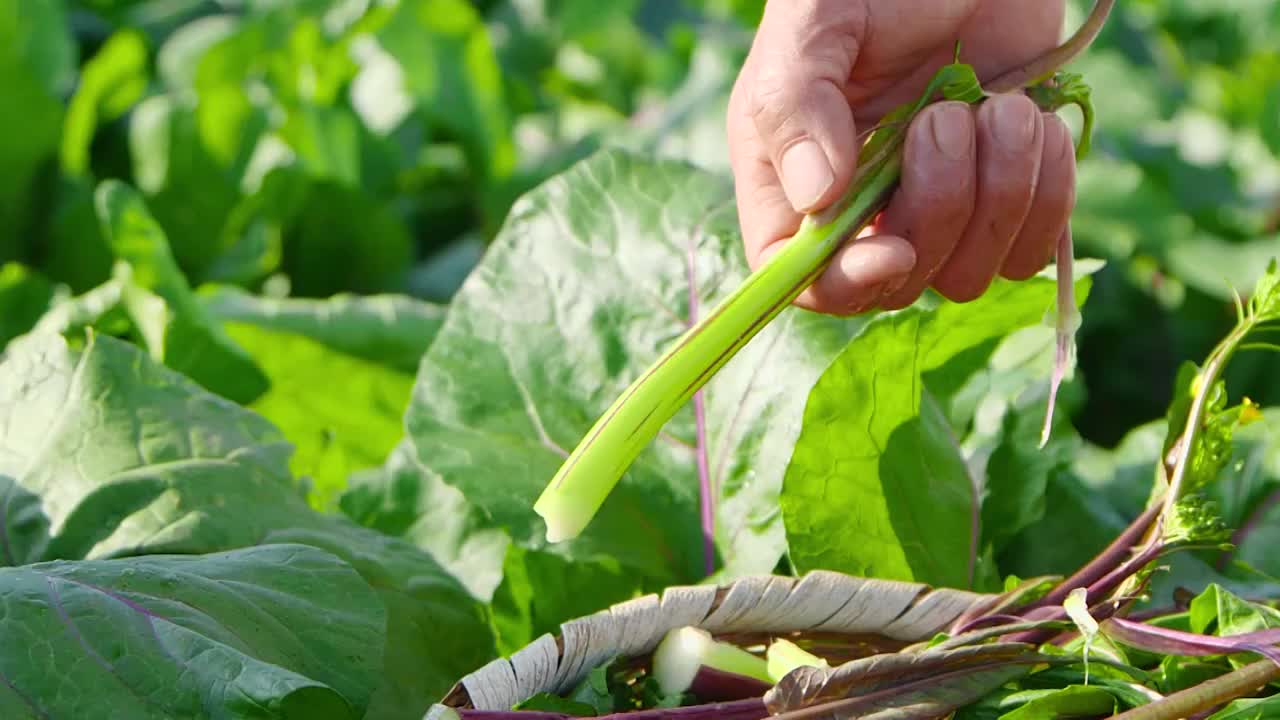 新鲜红菜苔选编视频素材
