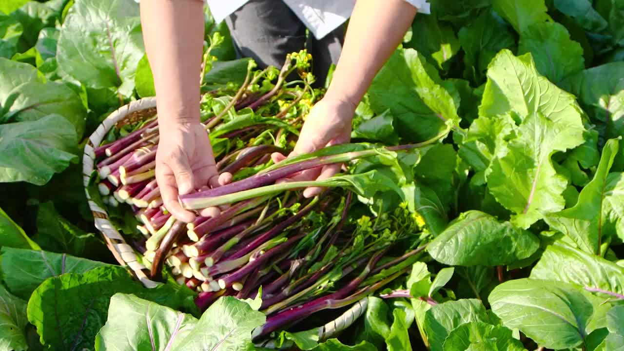 红菜苔种植选编视频素材