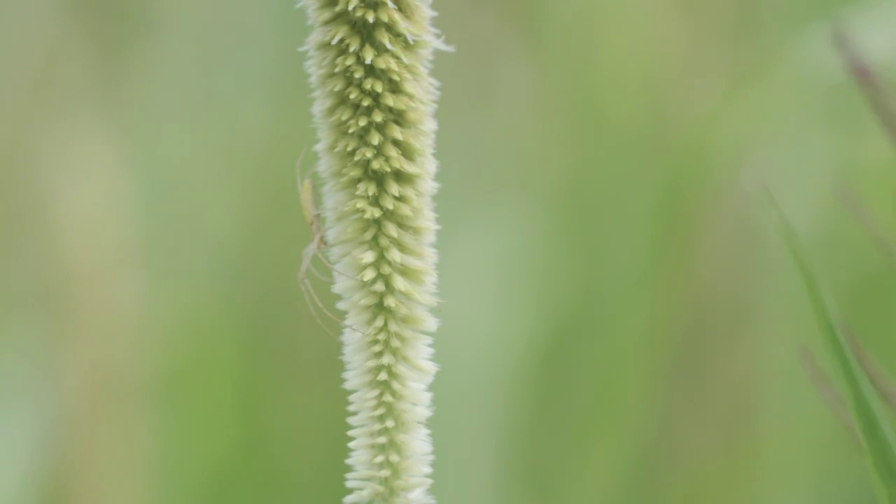 植物蜘蛛视频素材