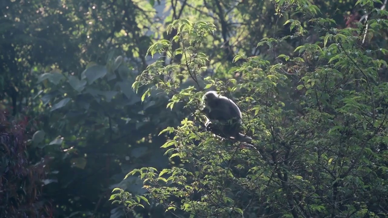 菲氏叶猴吃树叶侧面视频素材