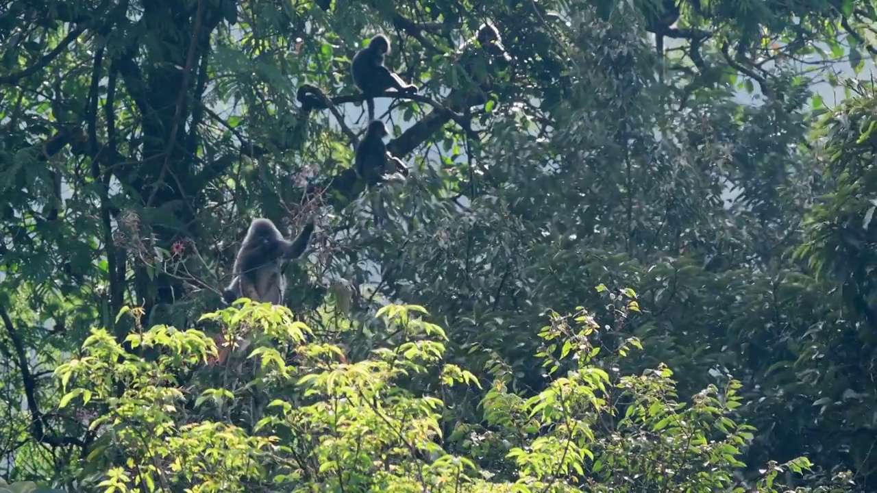 菲氏叶猴吃树叶正面视频视频素材