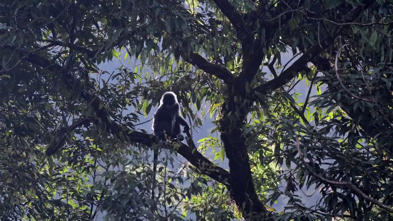 菲氏叶猴坐树上视频素材