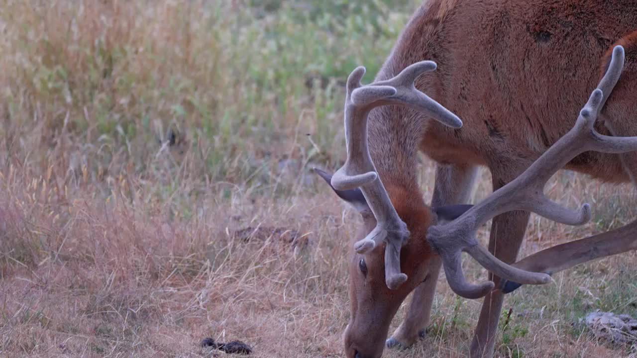 牧场草场里梅花鹿美丽的鹿角高清雄鹿视频素材