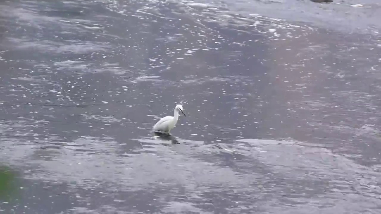 四川成都温江，白鹭在河滩觅食视频素材