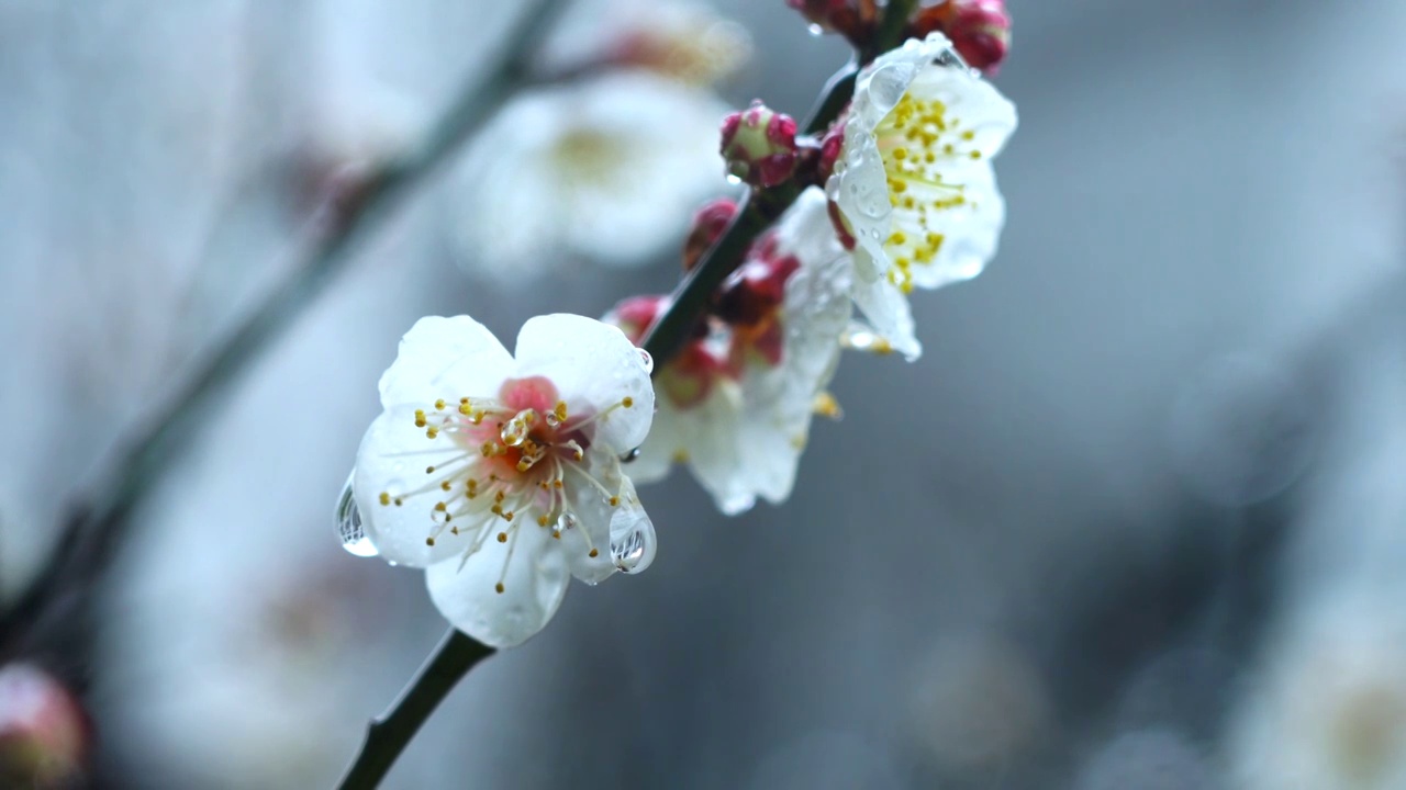 春天的雨水和梅花上的雨珠雨滴视频素材