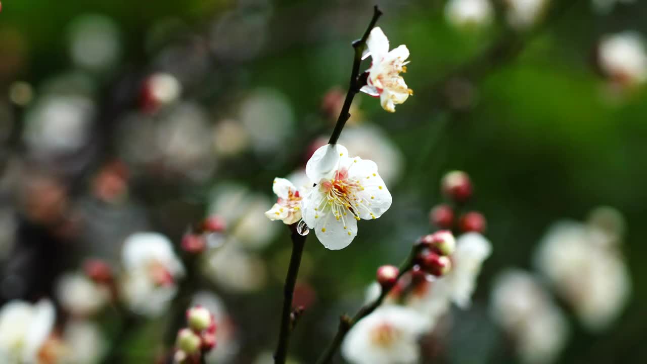 梅花花瓣上的雨滴水珠视频素材