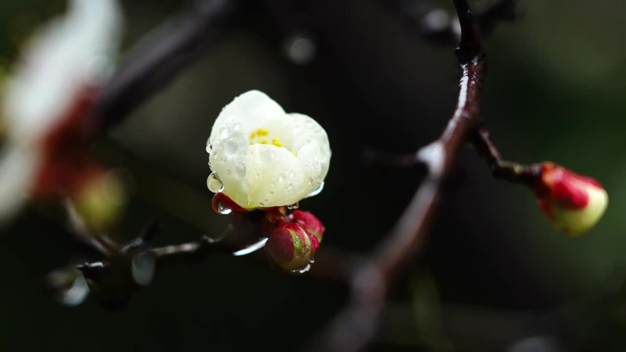 雨中的梅花和花朵上的雨滴视频素材