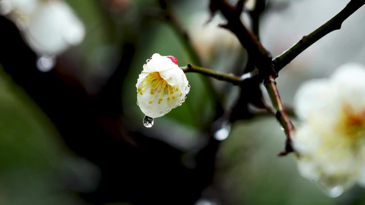 雨中的梅花花朵视频素材