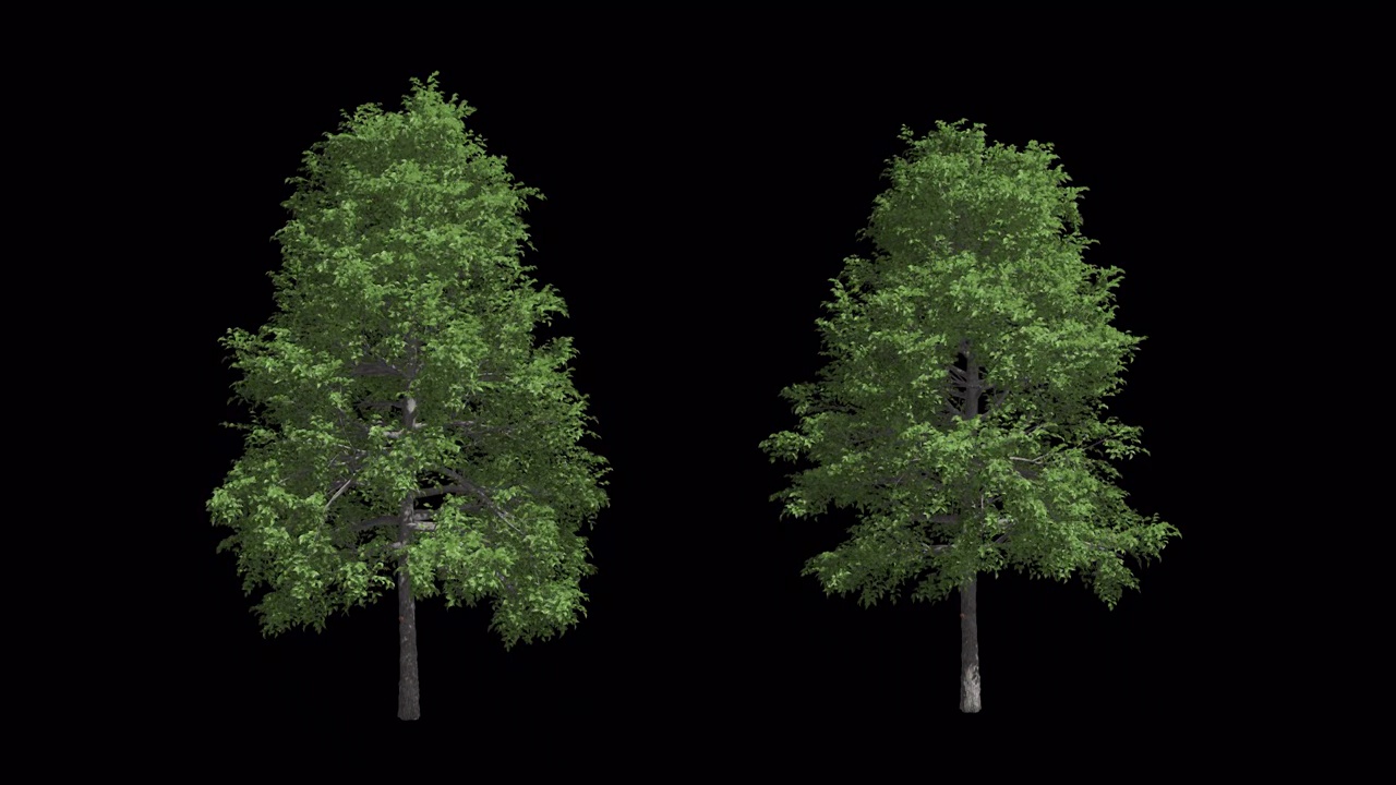 绿树生长过程带透明通道视频素材