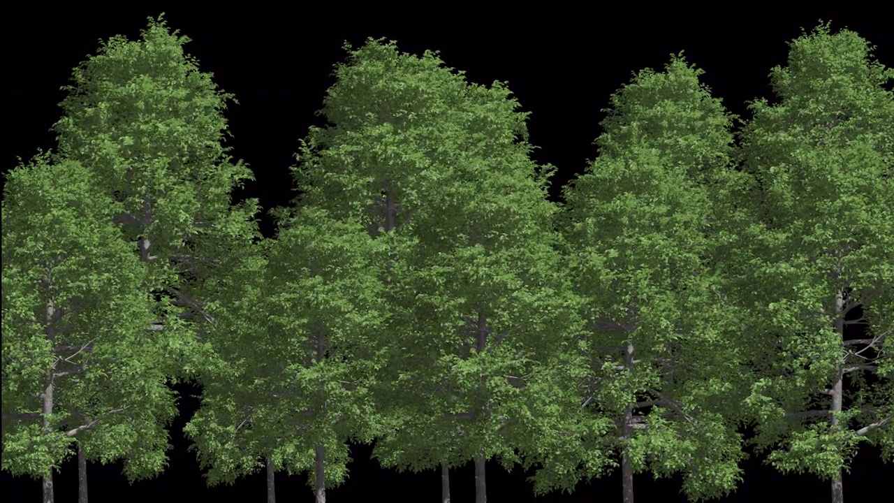 森林树木生长动态带透明通道视频素材