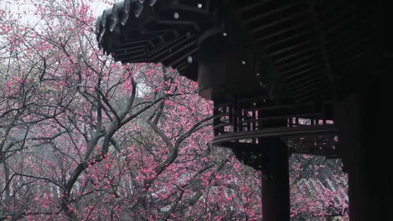 春雨中的古典庭院梅花盛开视频素材