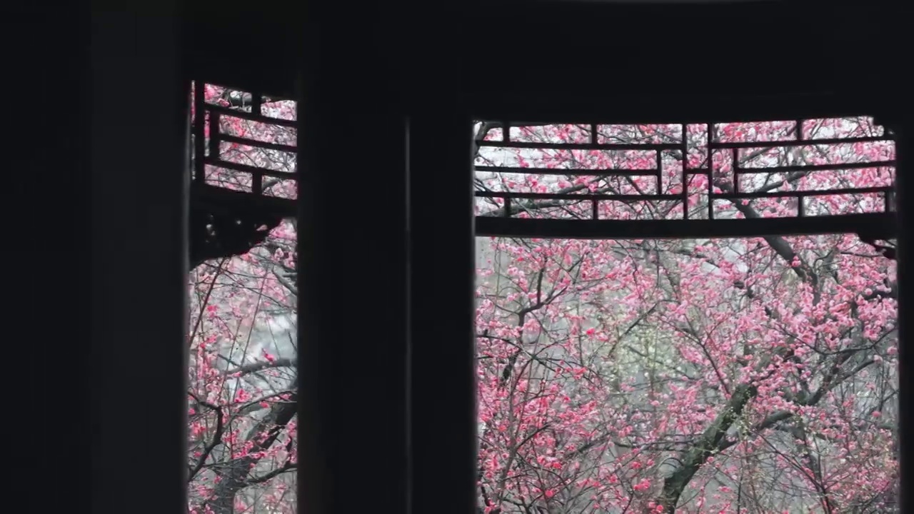 南京梅岗满园春色视频素材