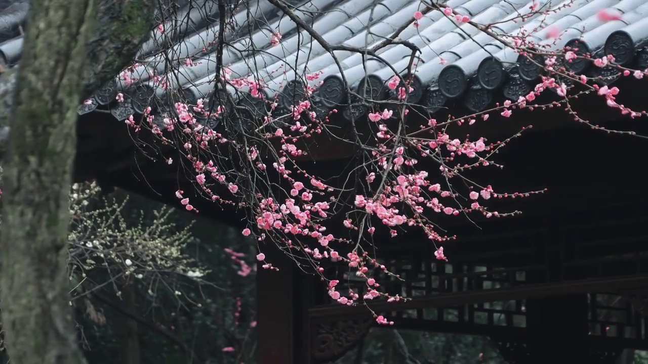 春雨中的南京梅岗梅花盛开视频素材
