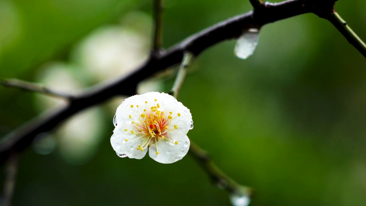 春天雨中的梅花花朵特写视频素材