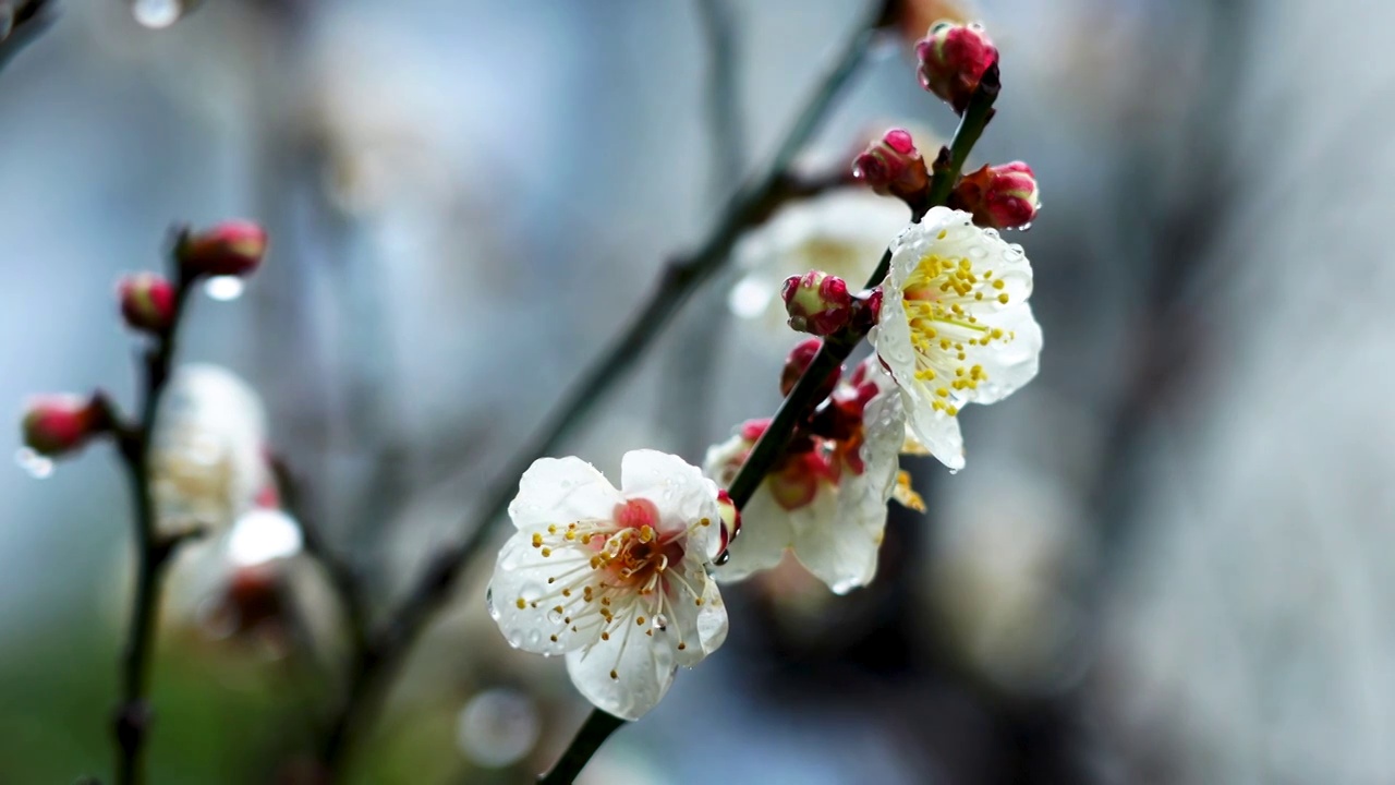 春天降雨，雨水中的梅花花朵和花蕾视频素材