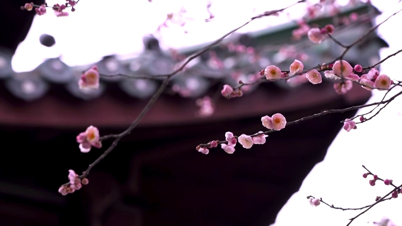春天南京玄武湖公园古风建筑闻鸡亭的梅花开放视频素材