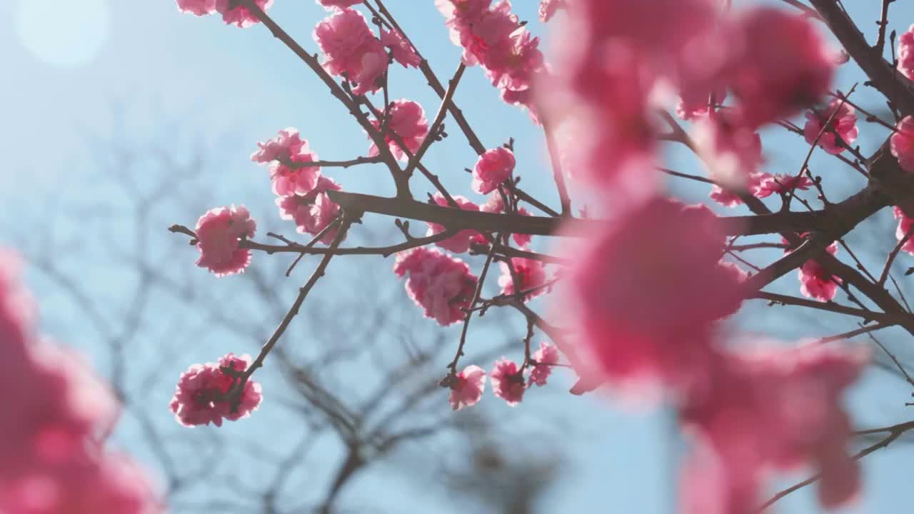 春天阳光下盛开的梅花（选编）视频购买