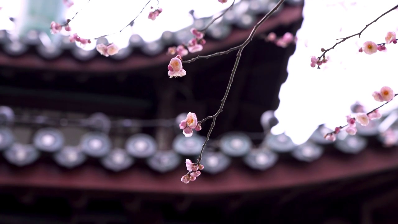 南京玄武湖古风建筑闻鸡亭下的梅花花朵视频素材