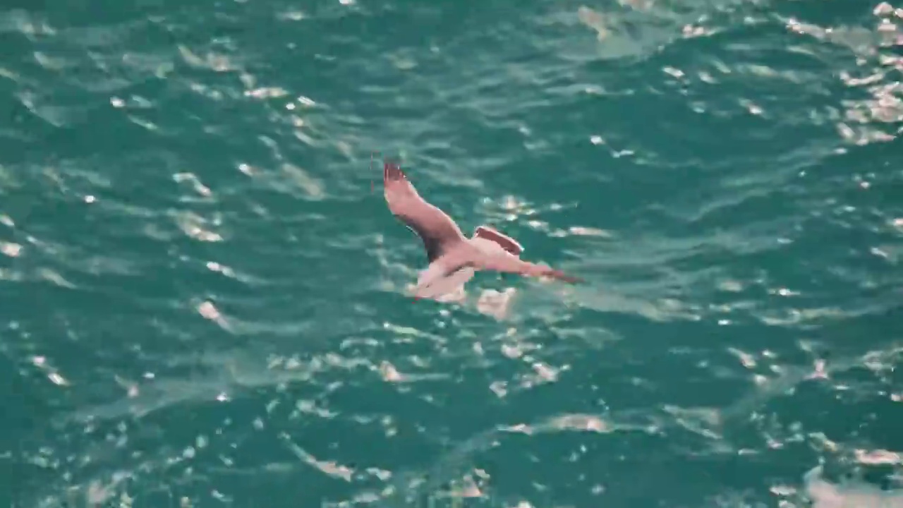 大海和天空中飞翔的海鸥视频下载