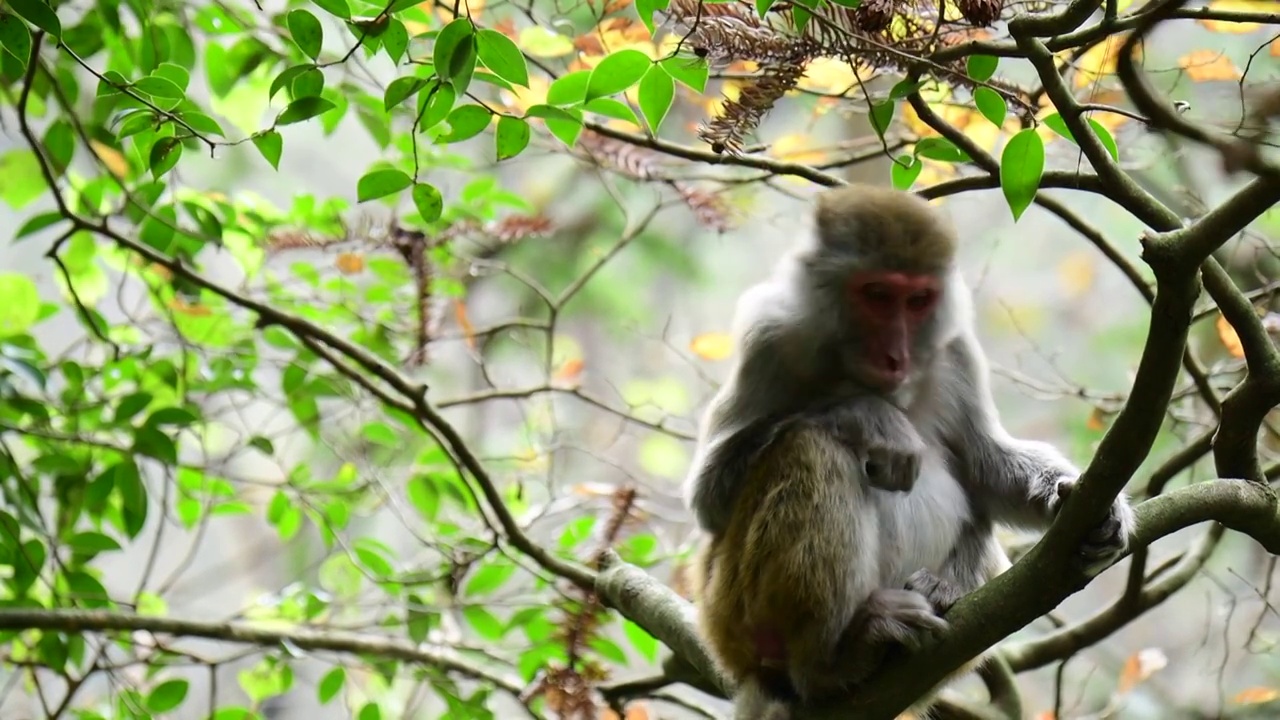 林中猕猴视频下载