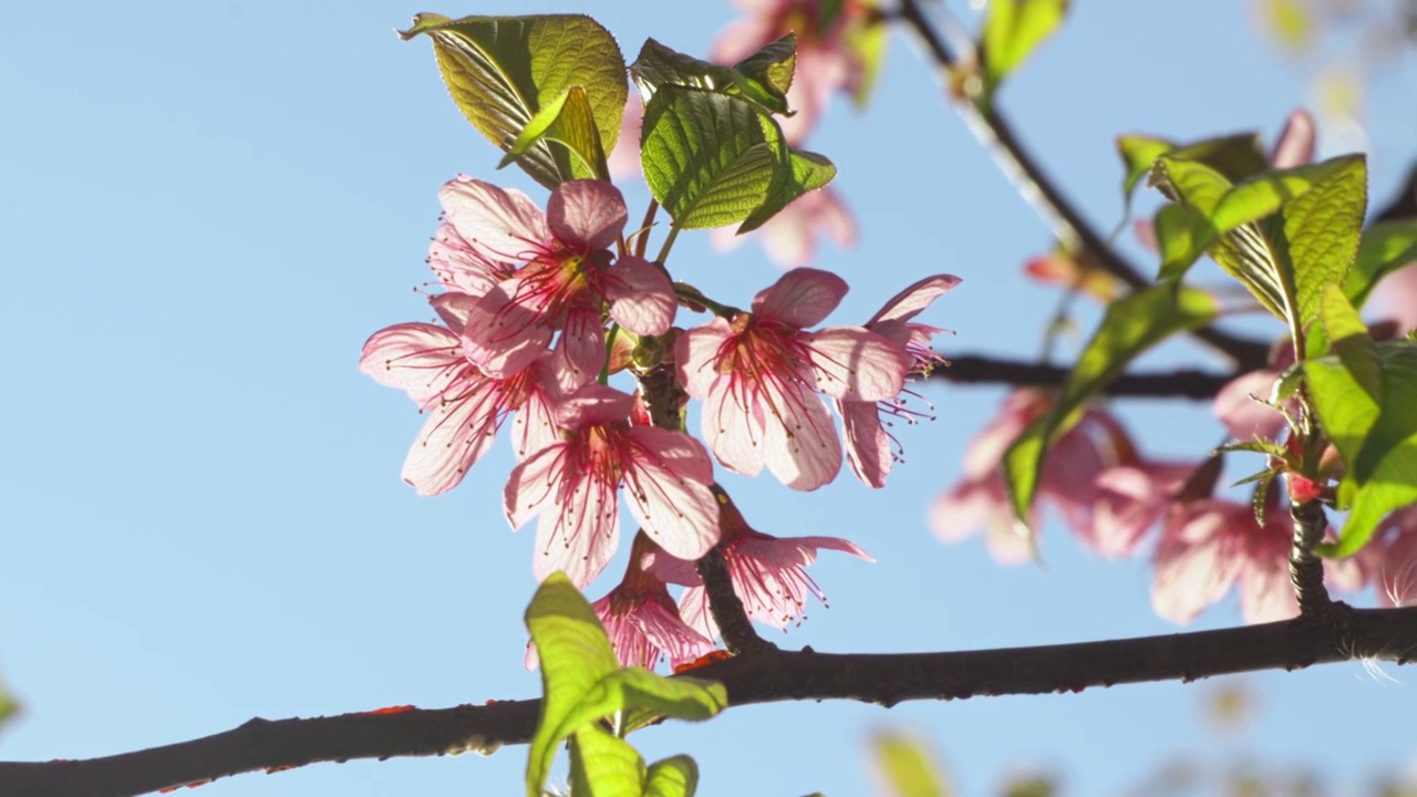 春天阳光下盛开的樱花视频购买