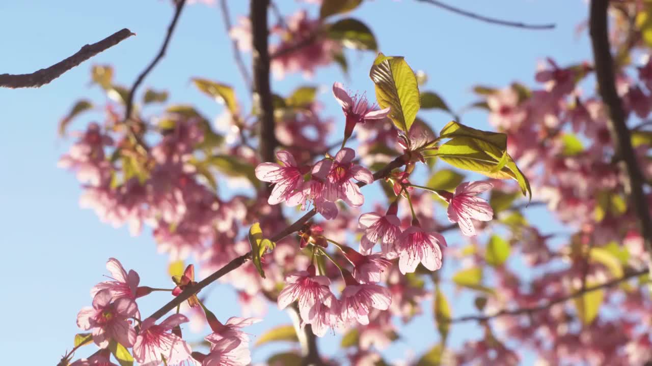 春暖花开百花绽放鸟语花香视频素材