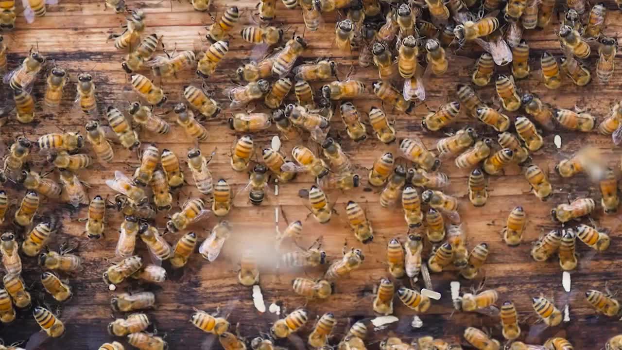 蜜蜂养殖选编视频下载