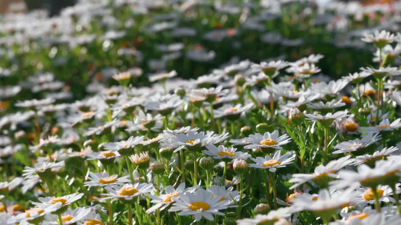春天阳光下盛开的雏菊视频素材
