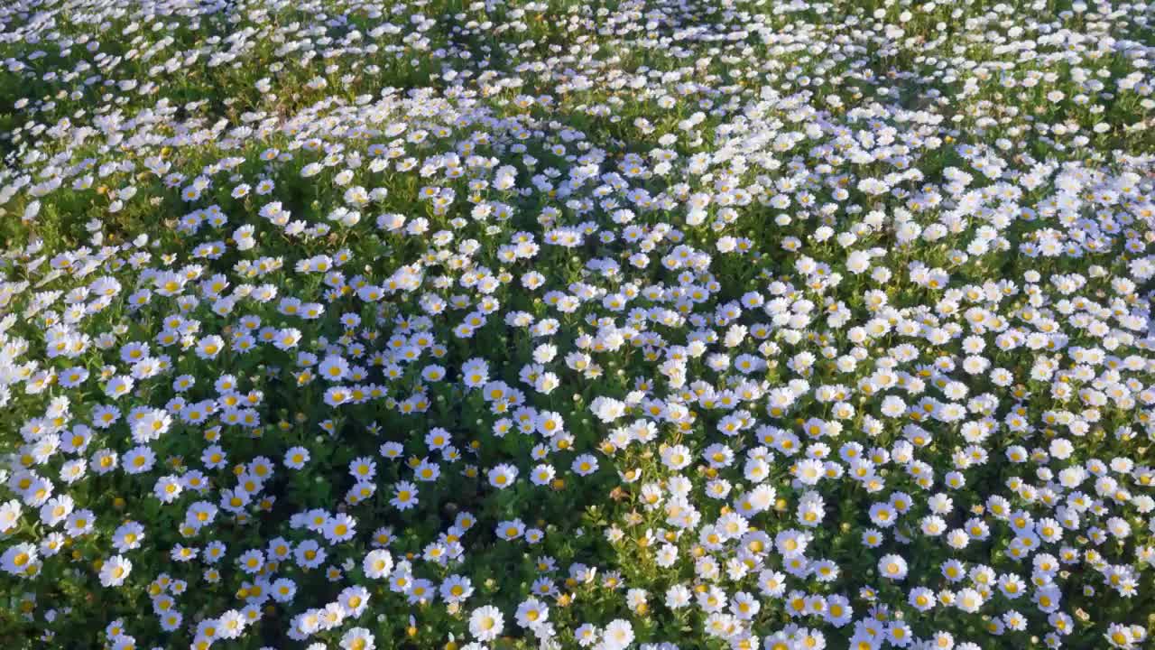春天阳光下盛开的雏菊视频素材
